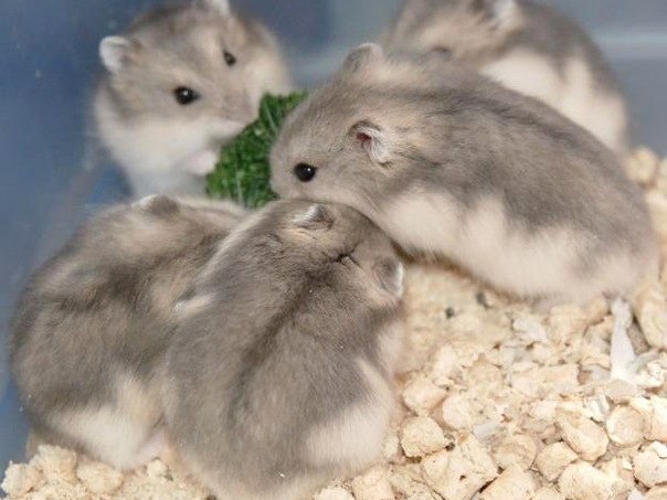 Породы хомяков | ЗооТом - продажа, вязка и услуги для животных в Нариманове