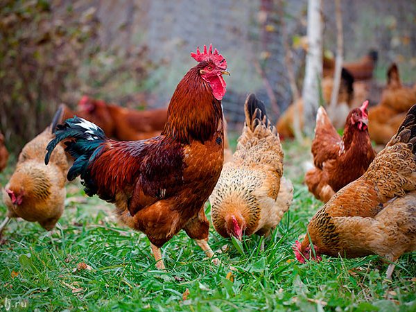 Породы куриц | ЗооТом - продажа, вязка и услуги для животных в Нариманове