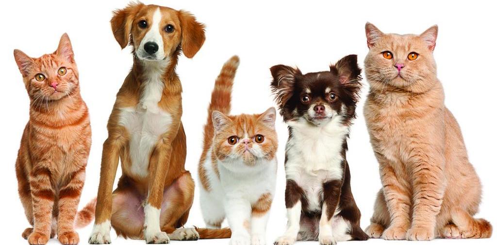 Доска объявлений о животных | ЗооТом - продажа, вязка и услуги для животных в Нариманове