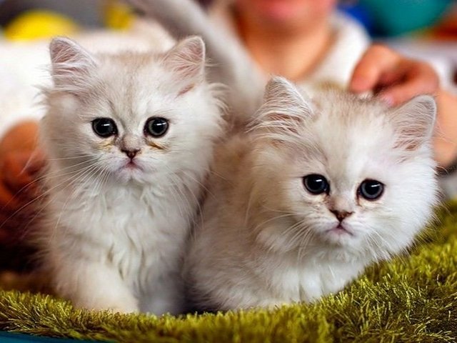 Породы кошек в Нариманове | ЗооТом портал о животных