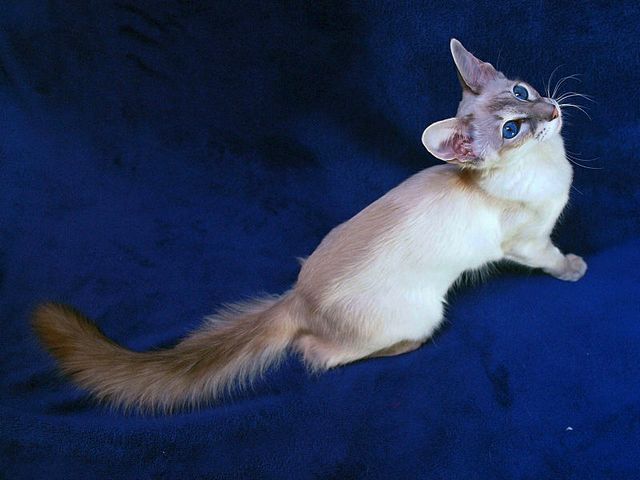 Выведенные породы кошек в Нариманове | ЗооТом портал о животных