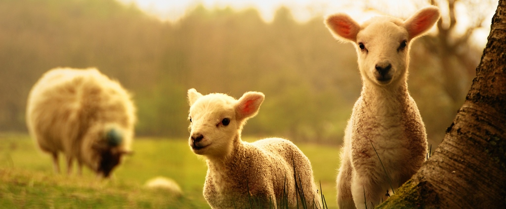 Объявления о сельскохозяйственных животных | ЗооТом - продажа, вязка и услуги для животных в Нариманове