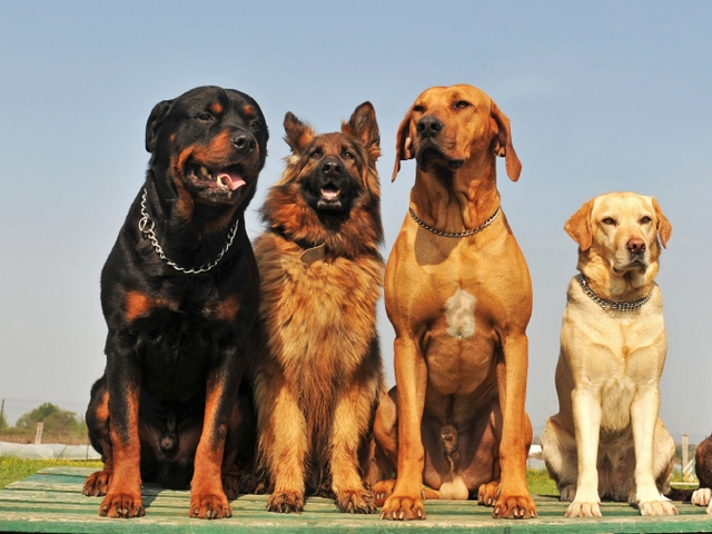 Крупные породы собак в Нариманове | ЗооТом портал о животных